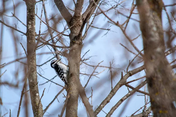 Arkaplanı Bulanık Ağaçta Duran Küçük Bir Kuşun Güzel Bir Görüntüsü — Stok fotoğraf