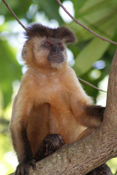 Vertikální Záběr Tufted Capuchin Větvi Stromu Lese Slunečného Dne — Stock fotografie