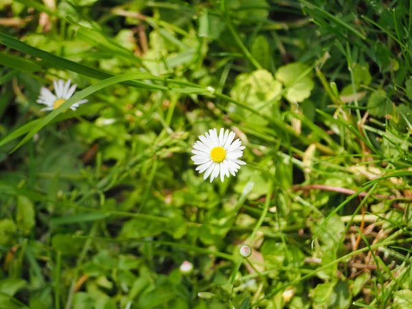 Closeup Shot Beautiful Daisies Growing Garden Sunbeams — Fotografia de Stock