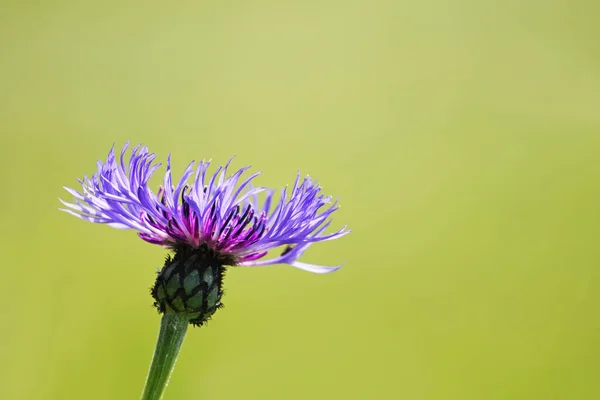 Primer Plano Una Flor Púrpura Maleza Montaña Sobre Fondo Borroso — Foto de Stock