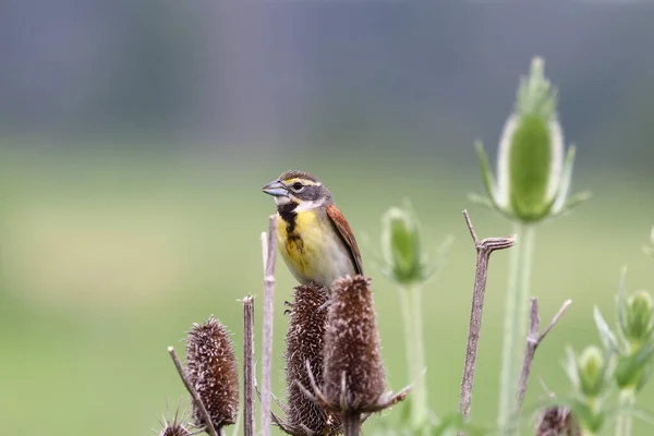 Ένα Κοντινό Πλάνο Ενός Dickcissel Σκαρφαλωμένο Ένα Αγριολούλουδο — Φωτογραφία Αρχείου