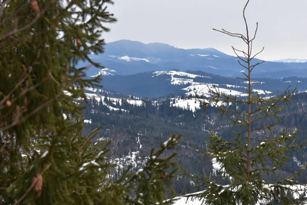 Karlı Çam Ağaçlı Büyüleyici Bir Kış Manzarası — Stok fotoğraf