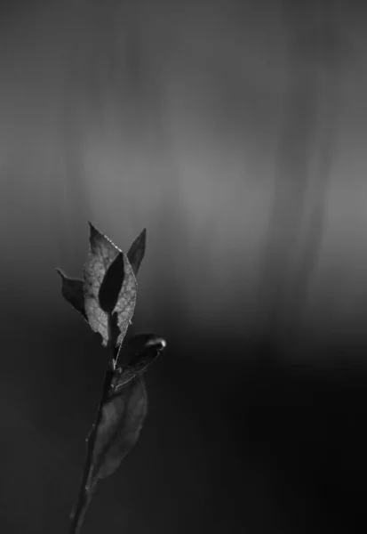 Airdrie Canada Nov 2021 Vertical Grayscale Closeup Shot Dry Leaves — 스톡 사진