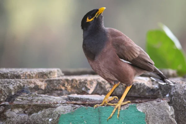 Close Shot Common Myna Acridotheres Tristis Bird Perched Concrete Surface — 图库照片