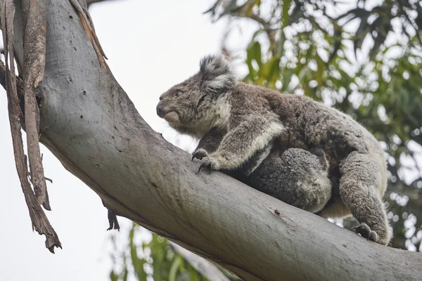 Koala Carino Con Suo Bambino Kennett River Great Ocean Road — Foto Stock