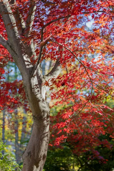 Plan Vertical Bel Arbre Automne Rouge — Photo