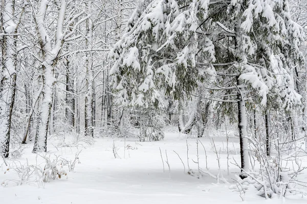 Χειμερινό Δάσος Καλυμμένο Φρέσκο Λευκό Χιόνι Ελατήρια Και Σημύδες Καλυμμένα — Φωτογραφία Αρχείου