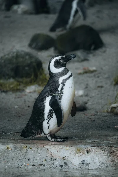 Een Verticaal Schot Van Een Afrikaanse Pinguïn Dierentuin — Stockfoto