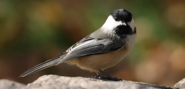 Gros Plan Une Mésange Capuchon Noir Perchée Sur Une Branche — Photo