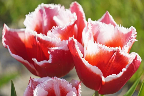 Primer Plano Tulipanes Rojos Con Borde Blanco Deshilachado Jardín — Foto de Stock