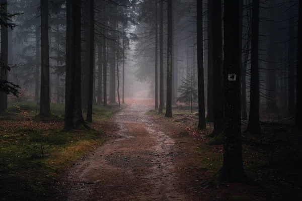 Uma Vista Paisagem Floresta Mística Outono Com Nevoeiro Noite Baviera — Fotografia de Stock