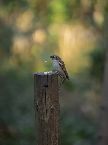 Eine Vertikale Nahaufnahme Des Sperlings Auf Der Holzstange Zum Füttern — Stockfoto