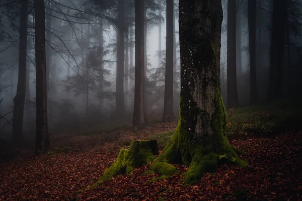 Los Musgosos Árboles Otoño Caen Bosque Bávaro Alemania — Foto de Stock