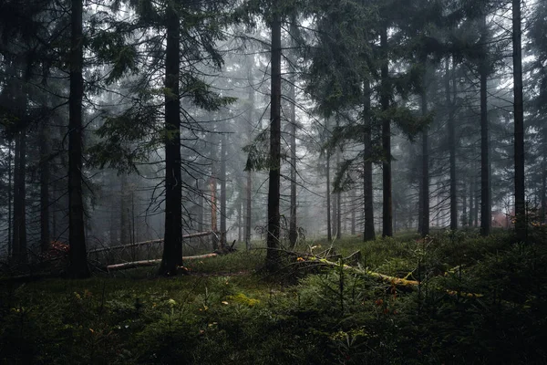 Mystical Autumn Forest Fog Evening Bavarian Germany — Stockfoto