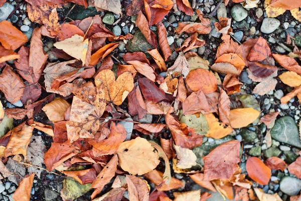 Tiro Close Folhas Outono Coloridas — Fotografia de Stock