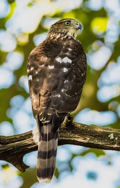 Closeup Shot Hawk Perched Tree Branch — 图库照片