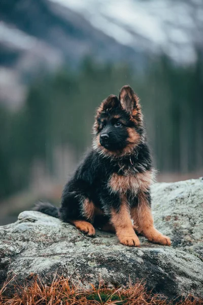 Svislý Záběr Rozkošného Německého Ovčáka Sedícího Skále Horách — Stock fotografie