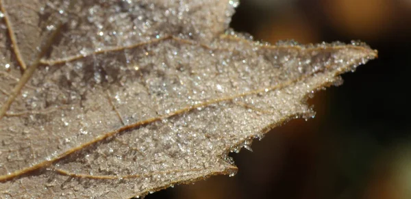 Closeup Autumn Maple Leaf Covered Frost — Stock Photo, Image