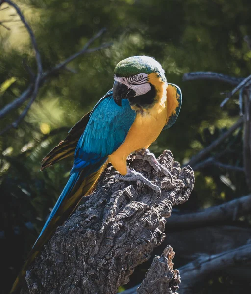 Loros Con Plumaje Colorido Posando — Fotografia de Stock