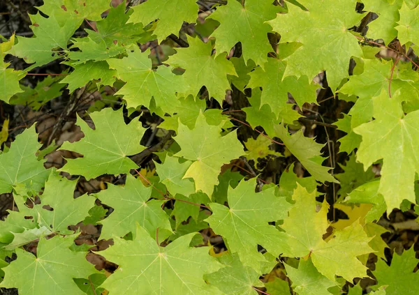 Closeup Shot Maple Leaves Branch Forest — Stock Photo, Image