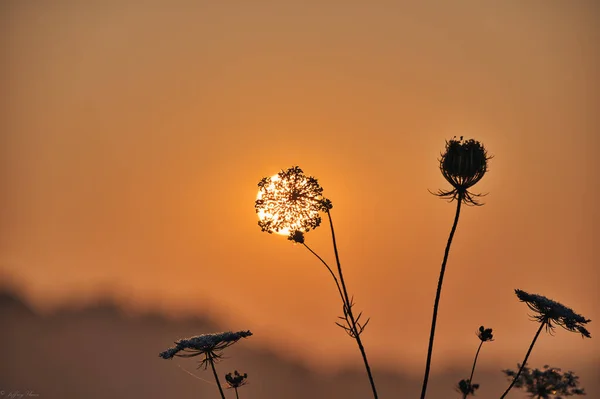 Костюм Квітки Королеви Анни Лейс Проти Сходу Сонця — стокове фото