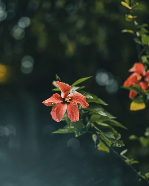 Close Hibisco Vermelho Com Gotas Água Jardim — Fotografia de Stock