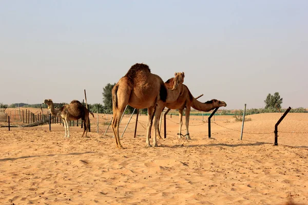 Een Prachtig Shot Van Een Aantal Kamelen Een Woestijn Tijdens — Stockfoto