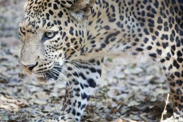 Leopárd Közelsége Gyönyörű Állatok — Stock Fotó
