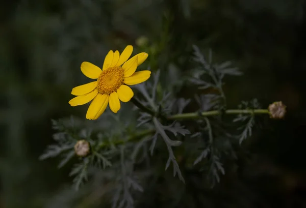 Closeup Hot Yellow Flowers Garden Day — 图库照片