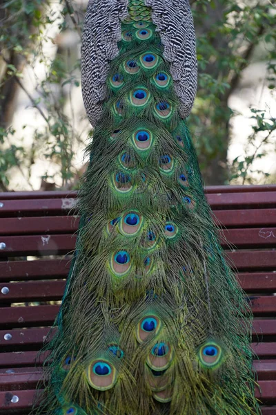 Vertical Closeup Male Peacock Tail Plumage — Foto Stock