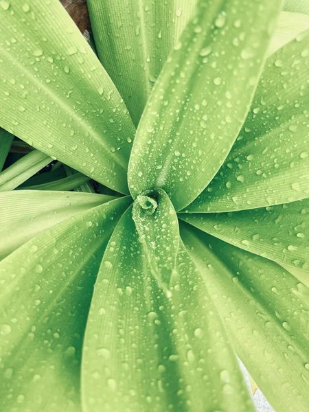 Függőleges Makrofelvétel Egy Zöld Növényről Esőcseppekkel — Stock Fotó
