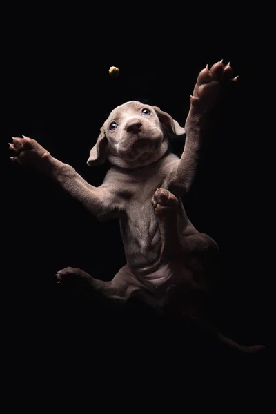 Plan Vertical Adorable Chiot Weimaraner Sur Fond Noir — Photo