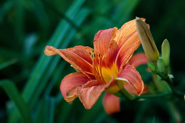 Selective Focus Shot Orange Lily Garden — Stock Photo, Image