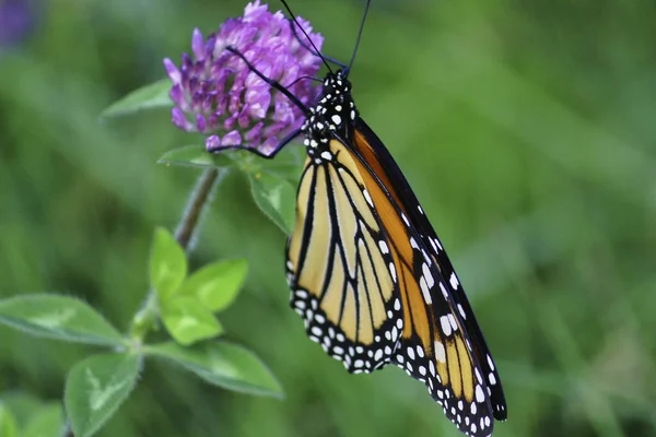 Foco Suave Uma Borboleta Monarca Reunindo Néctar Uma Flor Parque — Fotografia de Stock