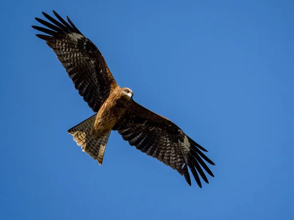 Una Vista Panorámica Cometa Orejas Negras Milvus Migrans Lineatus Flotando —  Fotos de Stock