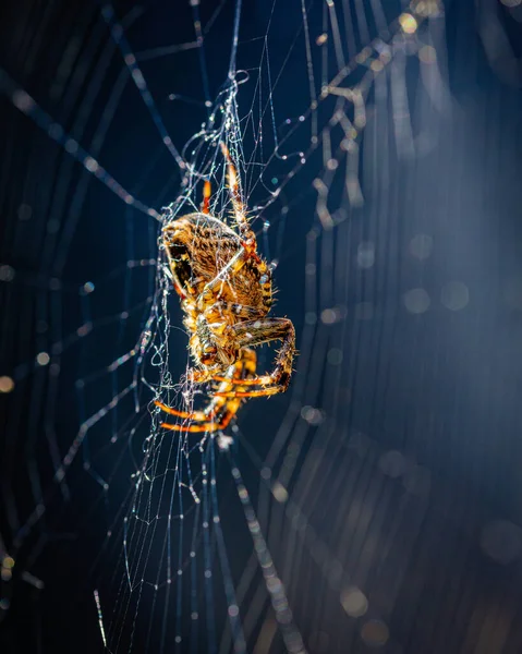 Vertical Shot Spider Golden Black Patterns Its Web — стоковое фото