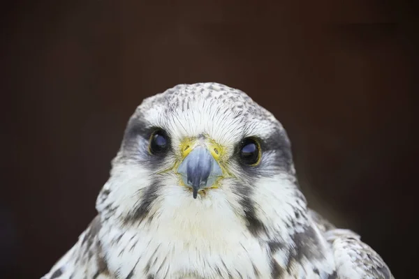 Porträt Eines Laggar Falken Isoliert Auf Dunklem Hintergrund — Stockfoto