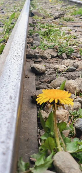 Demiryolunda Sarı Bir Çiçek — Stok fotoğraf