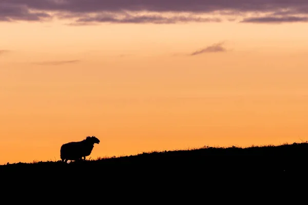 Μια Σιλουέτα Από Ένα Πρόβατο Ένα Λόφο Ενάντια Στον Ουρανό — Φωτογραφία Αρχείου