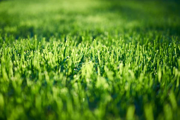 Primer Plano Hierba Verde Bajo Luz Del Sol — Foto de Stock