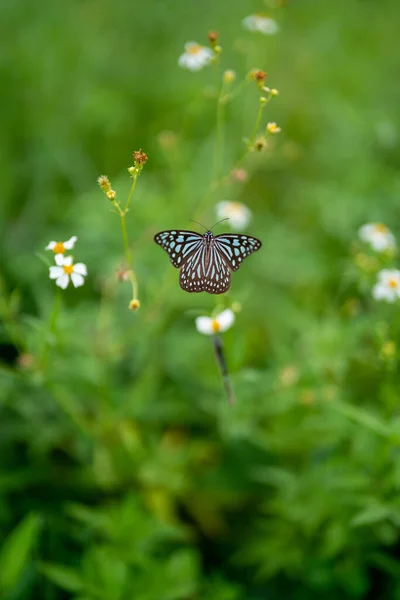 Vertical Shot Small Butterfly Sitting Blooming Plant — Fotografia de Stock