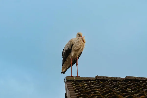 Stork Decided Get Some Rest Top House Northern Germany — Stock Photo, Image