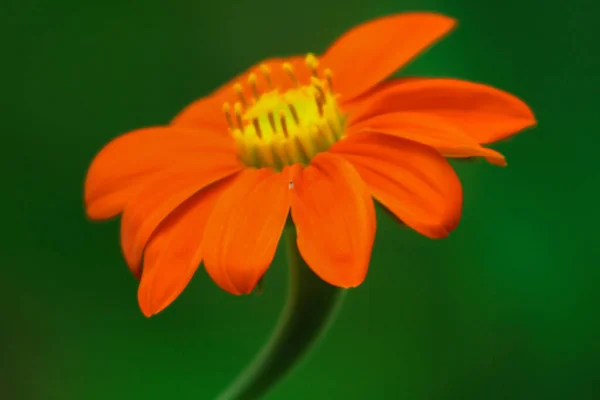 Detailní Záběr Krásné Mexické Slunečnice Zahradě — Stock fotografie