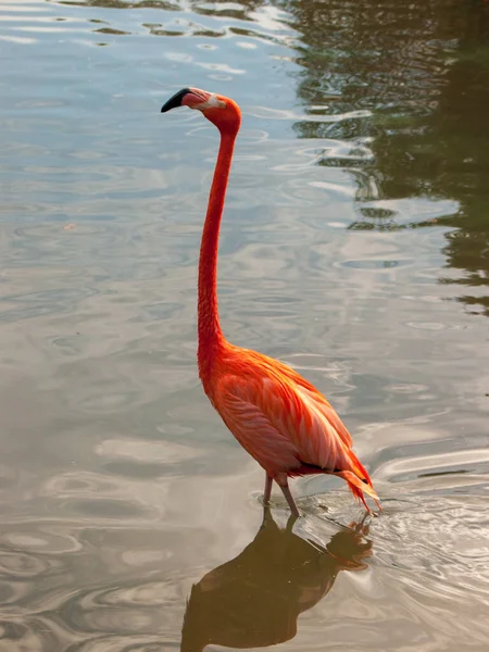 Egy Függőleges Lövés Vízben Sétáló Piros Flamingóról — Stock Fotó