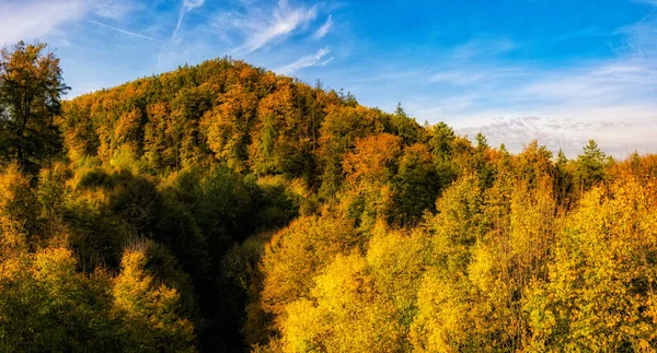 Colpo Ipnotizzante Una Foresta Colorata Autunno — Foto Stock