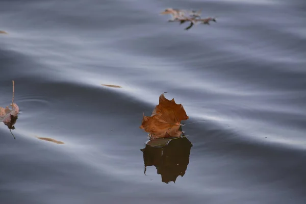 Closeup Shot Autumn Leaves Water Surface — Foto Stock