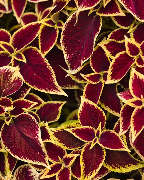 Fresh Red Foliage Coleus Plant — Foto Stock