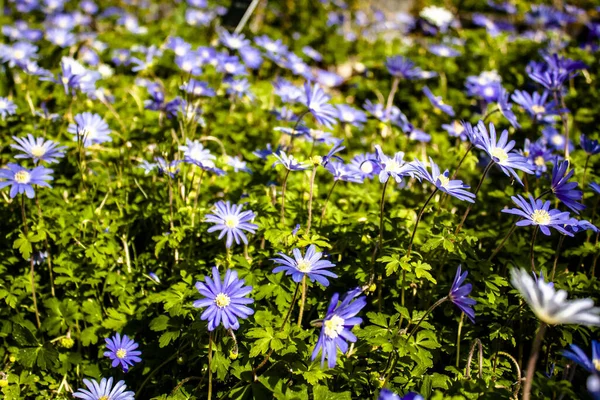 Les Fleurs Aster Bleu Dans Parc — Photo