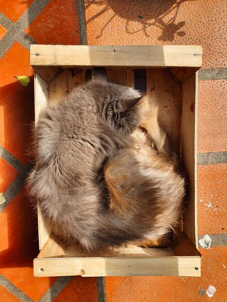 Een Verticaal Shot Van Een Kleine Harige Kat Slapend Een — Stockfoto