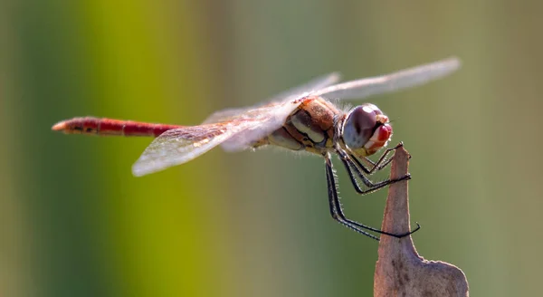 Closeup Shot Dragonfly Branch Tree Garden Day — Stock Photo, Image